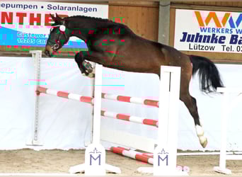 Zangersheide, Ruin, 3 Jaar, 166 cm, Donkerbruin