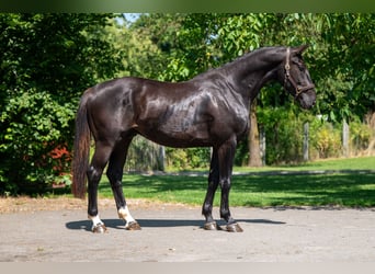 Zangersheide, Ruin, 3 Jaar, 166 cm
