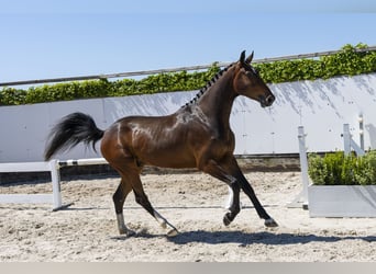 Zangersheide, Ruin, 3 Jaar, 166 cm