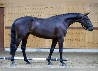 Zangersheide, Ruin, 3 Jaar, 166 cm, Zwart