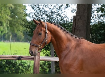 Zangersheide, Ruin, 3 Jaar, 167 cm, Bruin