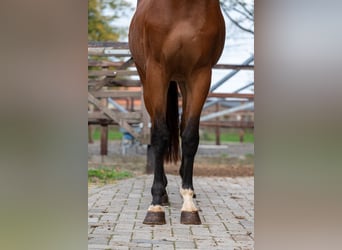 Zangersheide, Ruin, 3 Jaar, 167 cm, Bruin