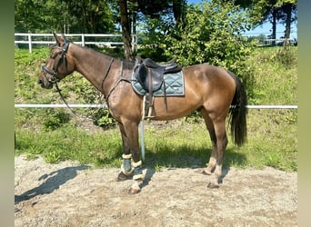 Zangersheide, Ruin, 3 Jaar, 168 cm, Bruin