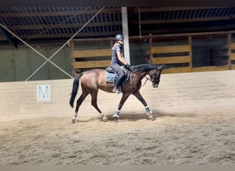 Zangersheide, Ruin, 3 Jaar, 168 cm, Bruin