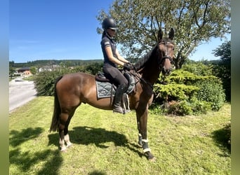 Zangersheide, Ruin, 3 Jaar, 168 cm, Bruin