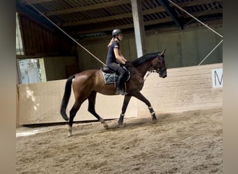 Zangersheide, Ruin, 3 Jaar, 168 cm, Bruin