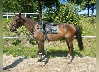 Zangersheide, Ruin, 3 Jaar, 168 cm, Bruin