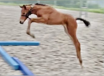 Zangersheider, Wallach, 3 Jahre, 168 cm, Brauner