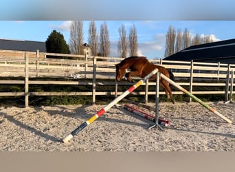 Zangersheider, Wallach, 3 Jahre, 168 cm, Brauner