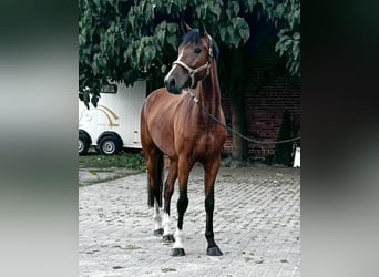 Zangersheide, Ruin, 3 Jaar, 169 cm, Bruin