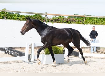 Zangersheide, Ruin, 3 Jaar, 170 cm, Donkerbruin