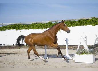 Zangersheide, Ruin, 3 Jaar, 171 cm, Brauner