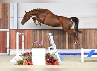Zangersheide, Ruin, 3 Jaar, 172 cm, Donkere-vos