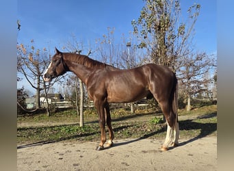 Zangersheide, Ruin, 3 Jaar, 173 cm, Vos