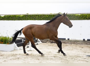 Zangersheide, Ruin, 3 Jaar, 175 cm, Bruin