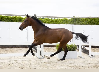 Zangersheide, Ruin, 3 Jaar, 175 cm, Bruin