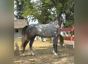 Zangersheide, Ruin, 3 Jaar, 175 cm, Falbe