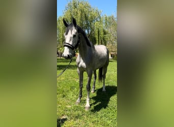 Zangersheide, Ruin, 3 Jaar, 175 cm, Zwartschimmel