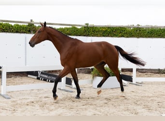 Zangersheide, Ruin, 3 Jaar, 178 cm, Bruin