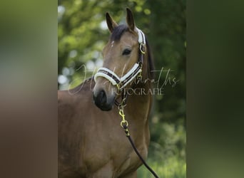 Zangersheide, Ruin, 4 Jaar, 148 cm, Cremello