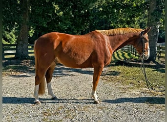 Zangersheide, Ruin, 4 Jaar, 162 cm, Donkere-vos