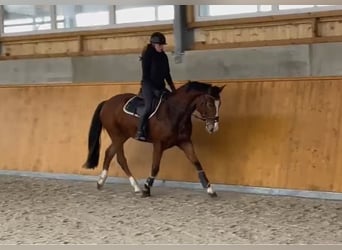 Zangersheide, Ruin, 4 Jaar, 163 cm, Bruin