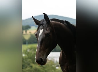 Zangersheide, Ruin, 4 Jaar, 163 cm, Donkerbruin