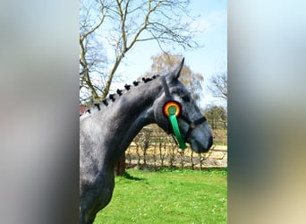 Zangersheide, Ruin, 4 Jaar, 165 cm, Appelschimmel