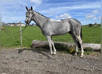 Zangersheide, Ruin, 4 Jaar, 165 cm, Appelschimmel