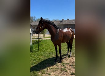Zangersheide, Ruin, 4 Jaar, 165 cm, Bruin
