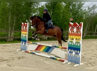 Zangersheide, Ruin, 4 Jaar, 165 cm, Bruin