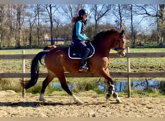 Zangersheide, Ruin, 4 Jaar, 165 cm, Bruin