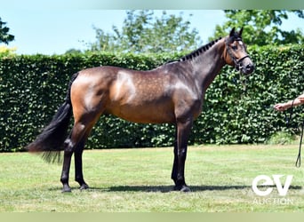 Zangersheide, Ruin, 4 Jaar, 165 cm, Donkerbruin