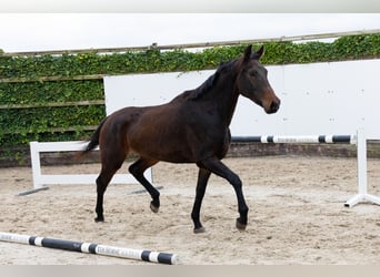 Zangersheide, Ruin, 4 Jaar, 165 cm, Donkerbruin