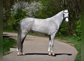 Zangersheide, Ruin, 4 Jaar, 166 cm, Schimmel