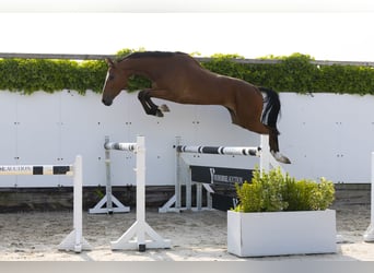 Zangersheide, Ruin, 4 Jaar, 166 cm, Vos