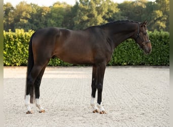 Zangersheide, Ruin, 4 Jaar, 167 cm, Bruin