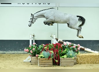 Zangersheide, Ruin, 4 Jaar, 168 cm, Schimmel