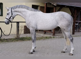 Zangersheide, Ruin, 4 Jaar, 168 cm, Schimmel