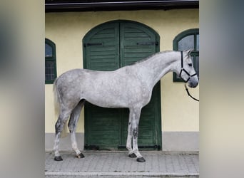 Zangersheide, Ruin, 4 Jaar, 168 cm, Schimmel