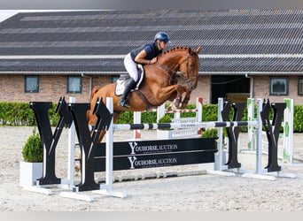 Zangersheide, Ruin, 4 Jaar, 168 cm, Vos