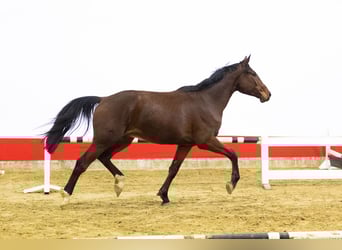 Zangersheide, Ruin, 4 Jaar, 169 cm, Bruin