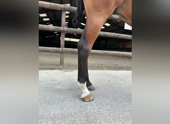 Zangersheide, Ruin, 4 Jaar, 170 cm, Bruin