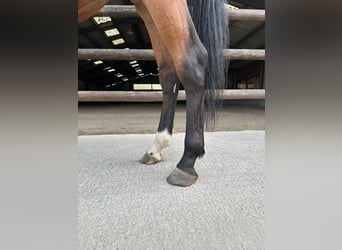 Zangersheide, Ruin, 4 Jaar, 170 cm, Bruin