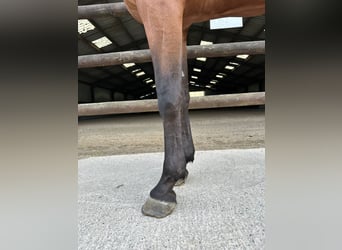 Zangersheide, Ruin, 4 Jaar, 170 cm, Bruin