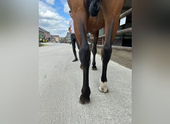 Zangersheide, Ruin, 4 Jaar, 170 cm, Bruin