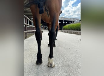 Zangersheide, Ruin, 4 Jaar, 170 cm, Bruin