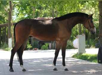 Zangersheide, Ruin, 4 Jaar, 170 cm, Bruin