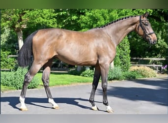 Zangersheide, Ruin, 4 Jaar, 170 cm, Bruin