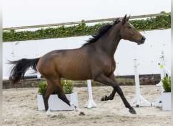 Zangersheider, Wallach, 4 Jahre, 170 cm, Brauner